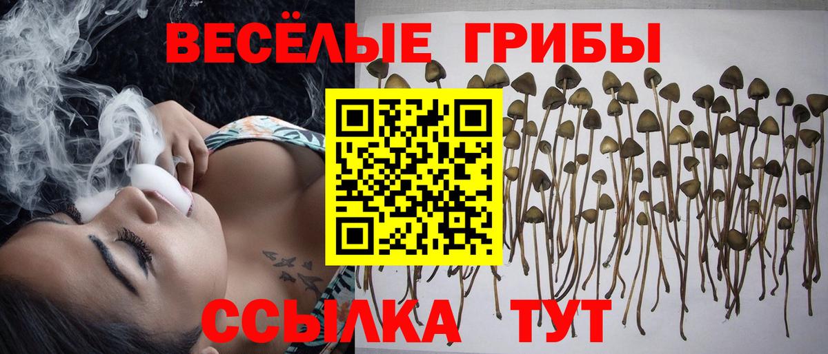 Димитровград  Галлюциногенные грибы MAGIC MUSHROOMS  Вход с VPN  Псилоцибиновые грибы Cubensis 